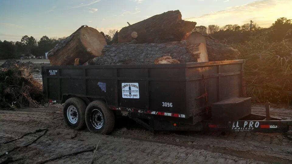 Multi-tree haul-off — Effingham County, GA